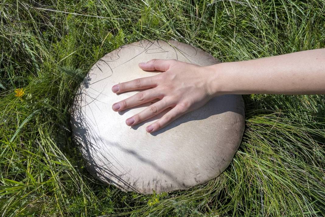 Yağmurdan sonra şaşırtan manzara: Böylesi görülmedi! 40 cm çapında, köylüler bile hayrete düştü 8